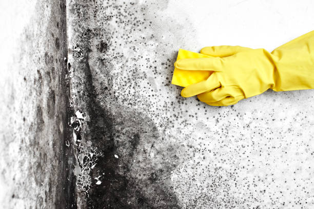 Professional Mold Removal in New Brunswick, NJ