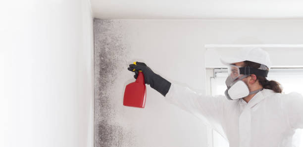 Mold Removal Process in New Brunswick, NJ